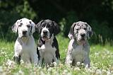 DOGUE ALLEMAND 413